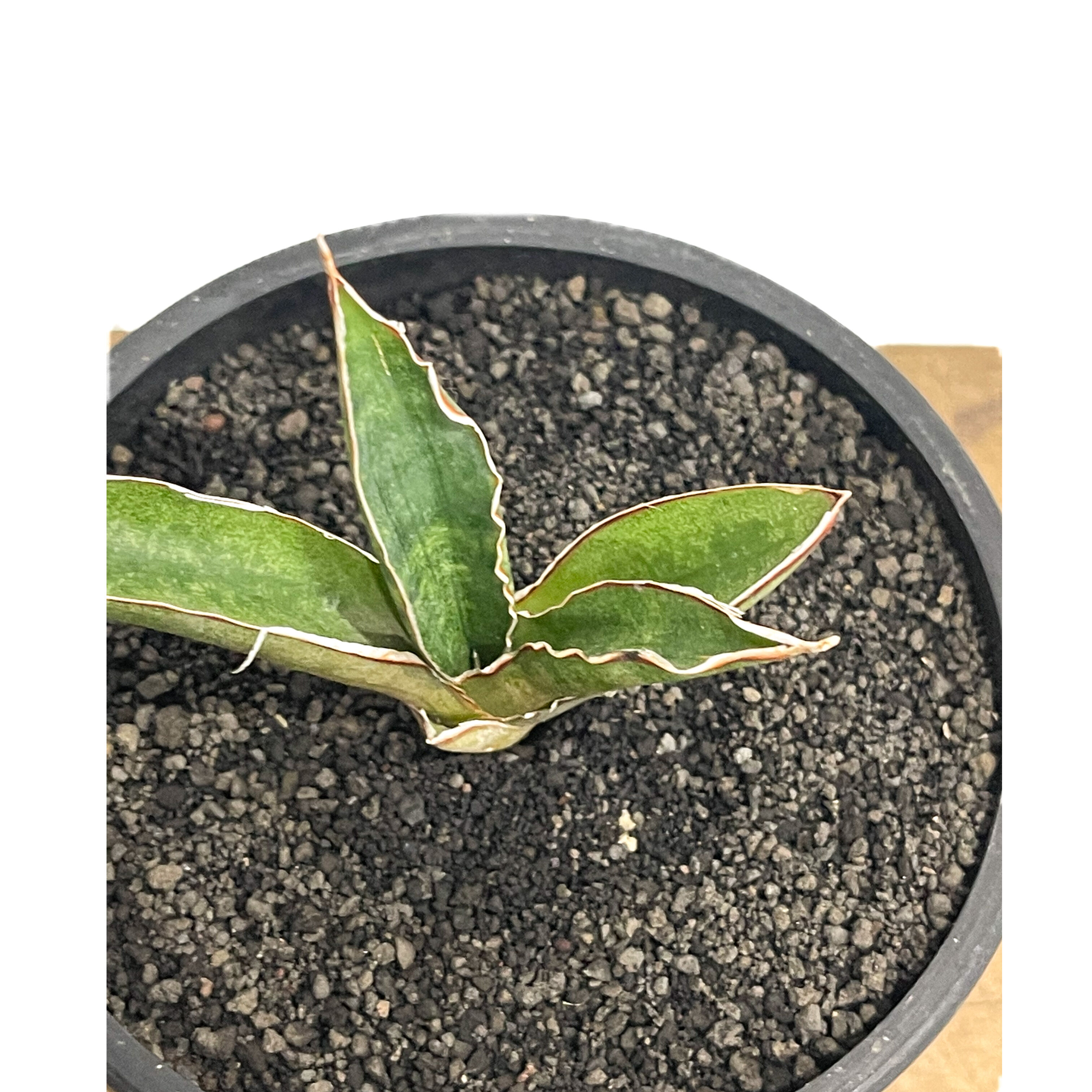 サンセベリア プフィステリー「Sansevieria pfisterii」2/8-49 | S