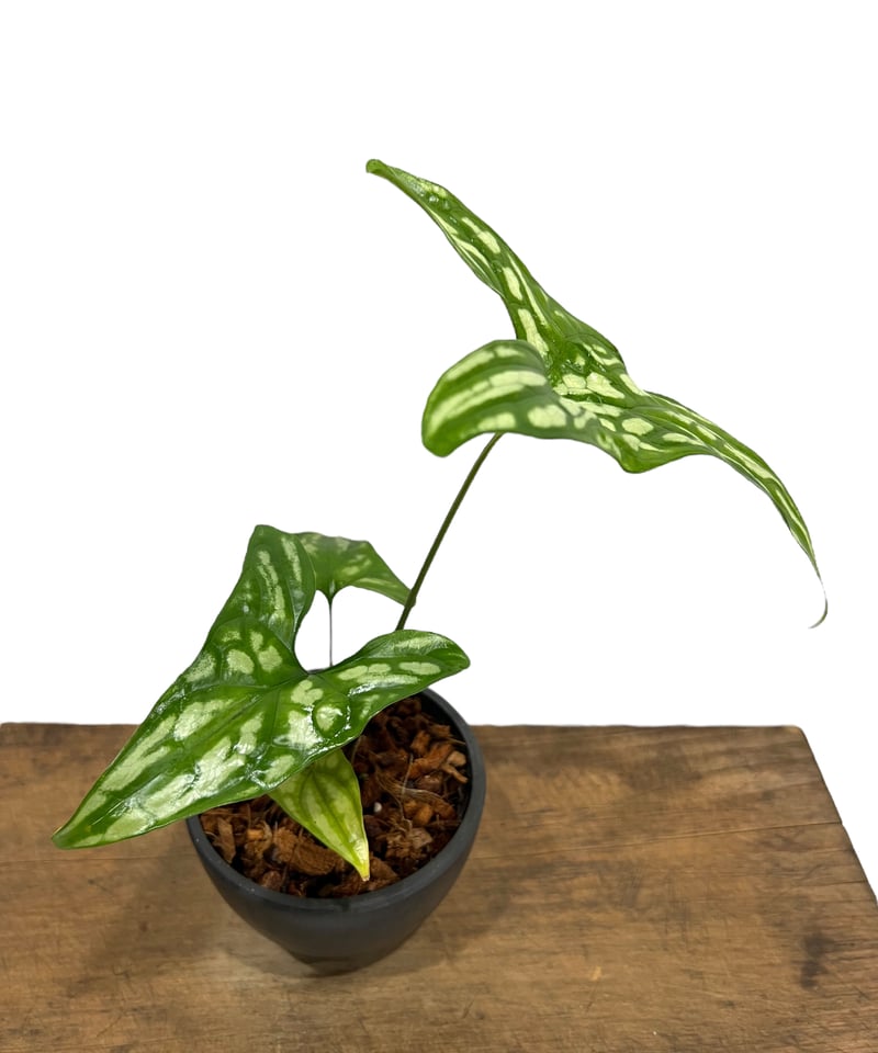 セルセスティス ミラビリス (N.E.Br) ボグナー「 Cercestis mirabili