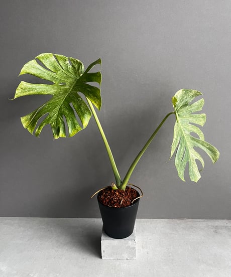 モンステラ・ポトス MONSTERA DELICIOSA `KASUMI` モンステラ・ポトス MONSTERA DELICIOSA `KASUMI` CATEGORY モンステラ