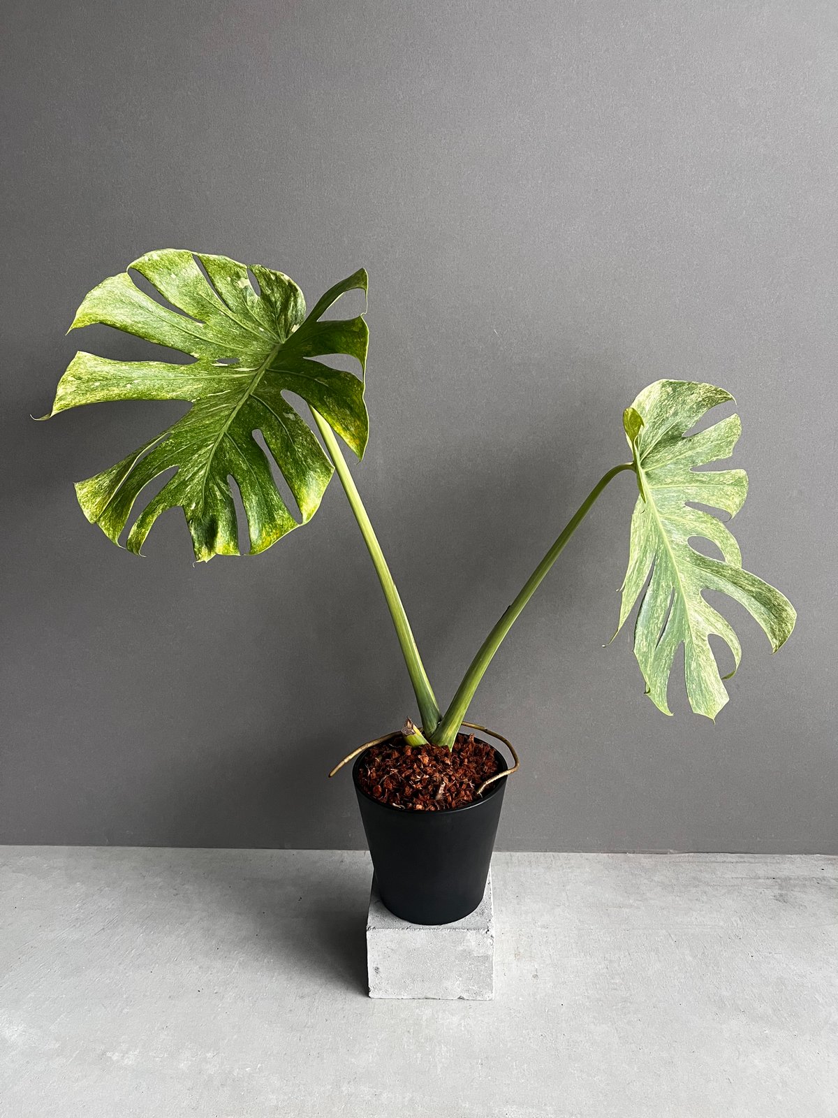 モンステラ プラチナム 「Monstera deliciosa var platinum」54 モンステラ プラチナム 「Monstera deliciosa var platinum」54