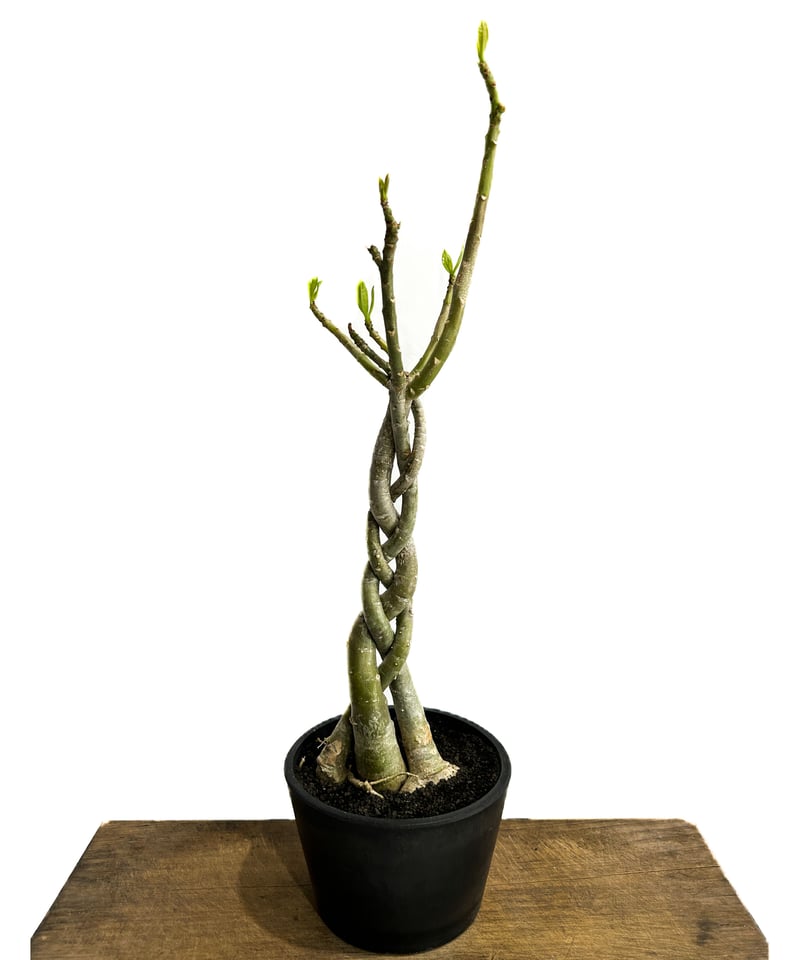 アデニウム ソマレンセ 「Adenium somalense」 3/16-143 | SHOU 