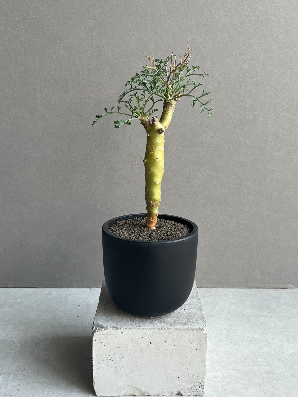 ペラルゴニウム クリズミフォリウム ペラルゴニウム クリズミフォリウム