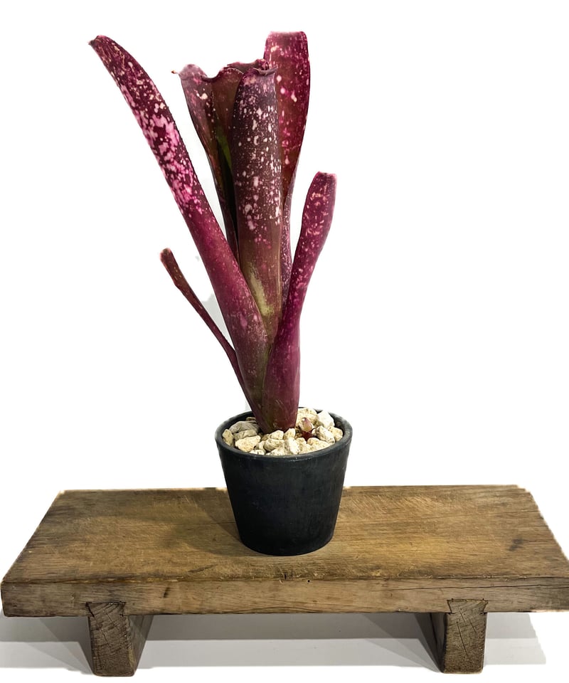 ビルベルギア アフター グロウ「 Billbergia After Glow 」3/22-16