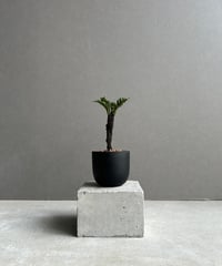 サンセベリア ダンシングドラゴン ジェネレーション 2