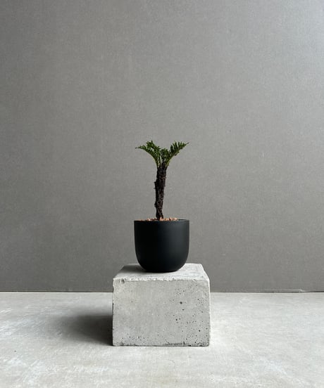 CATEGORY Plants | SHOUCHIKUEN