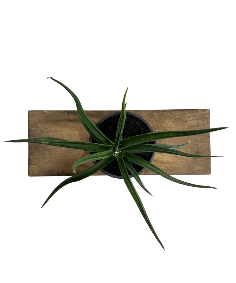 サンセベリア バオダム 「Sansevieria Baodam」80H | SHOUCHIKUEN