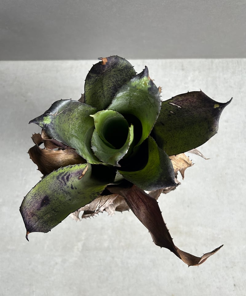 ホウイトフレア　　　　　　　　　　　　　　　　　　　　ブラックボルト PREMIUM ZONE キャップボルトカラー ブラック｜株式会社デイトナ