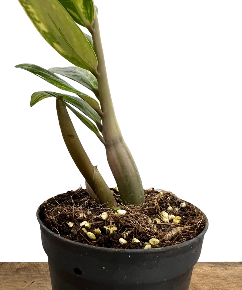 ザミオクルカス 斑入 「Zamioculcas Zamiifolia Variegated」3