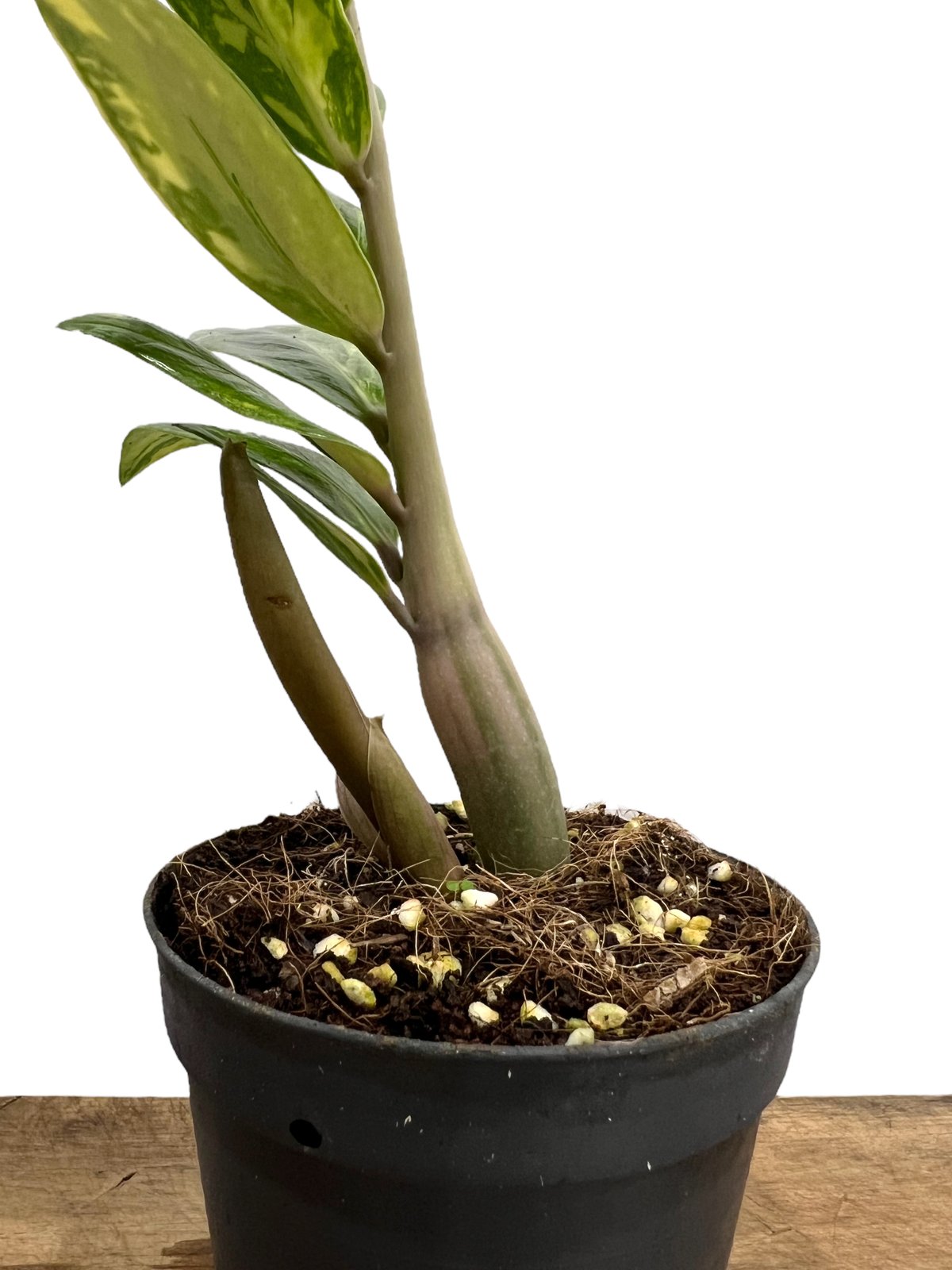 ザミオクルカス 斑入 「Zamioculcas Zamiifolia Variegated」3