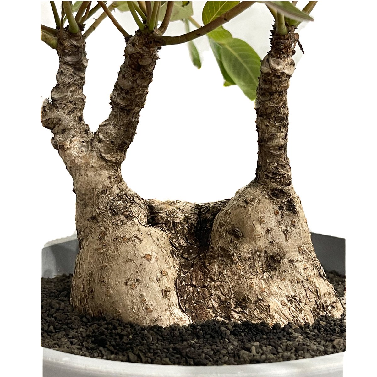 フィランサスミラビリス　超美形大株 フィランサスミラビリス 超美形大株 観葉植物