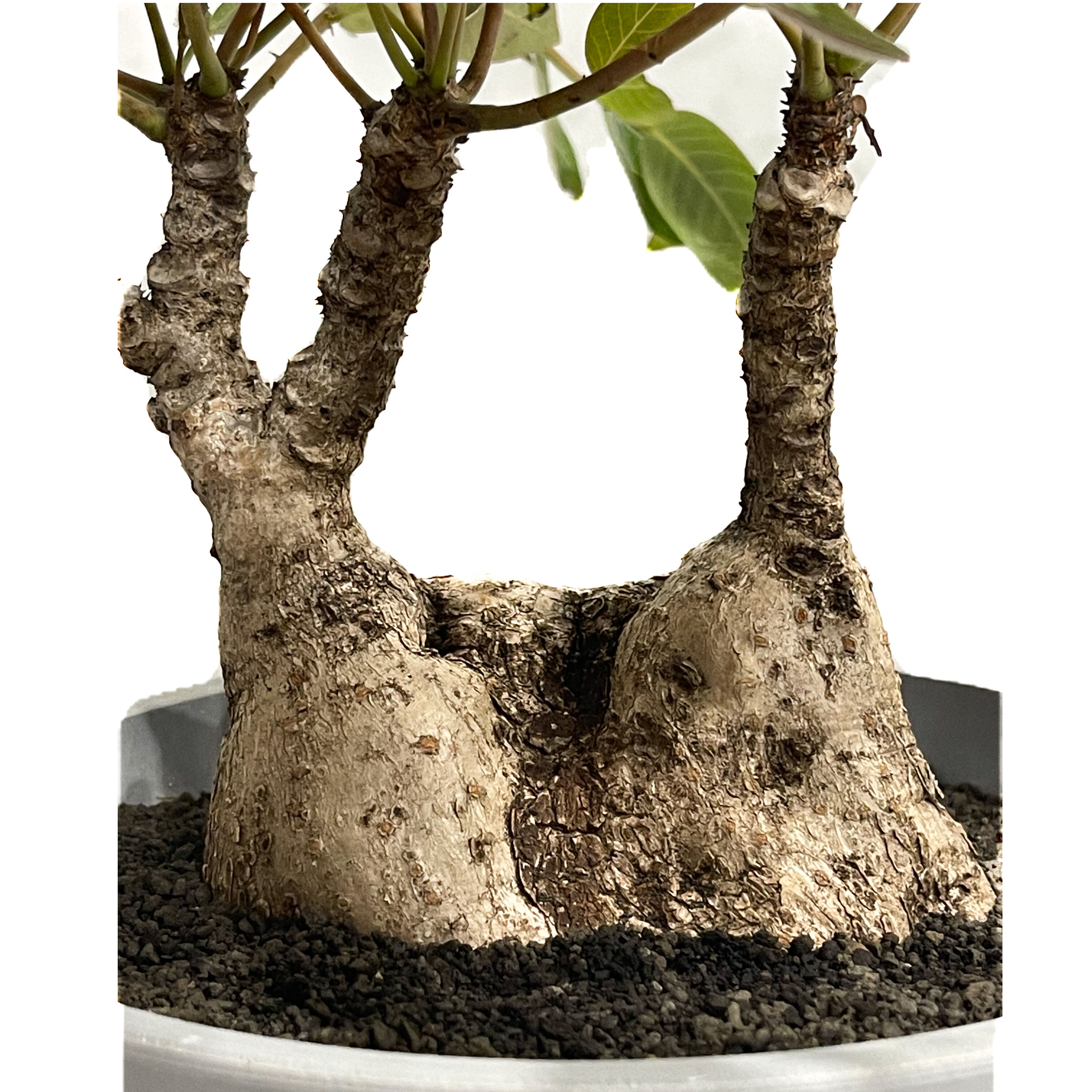 フィランサス ミラビリス「Phyllanthus mirabilis」8/25-93B | S