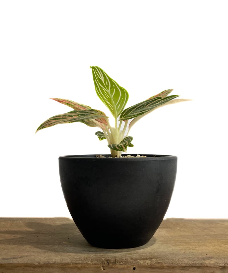 アグラオネマ ゴールデンホープ「Aglaonema Golden Hope」9/7