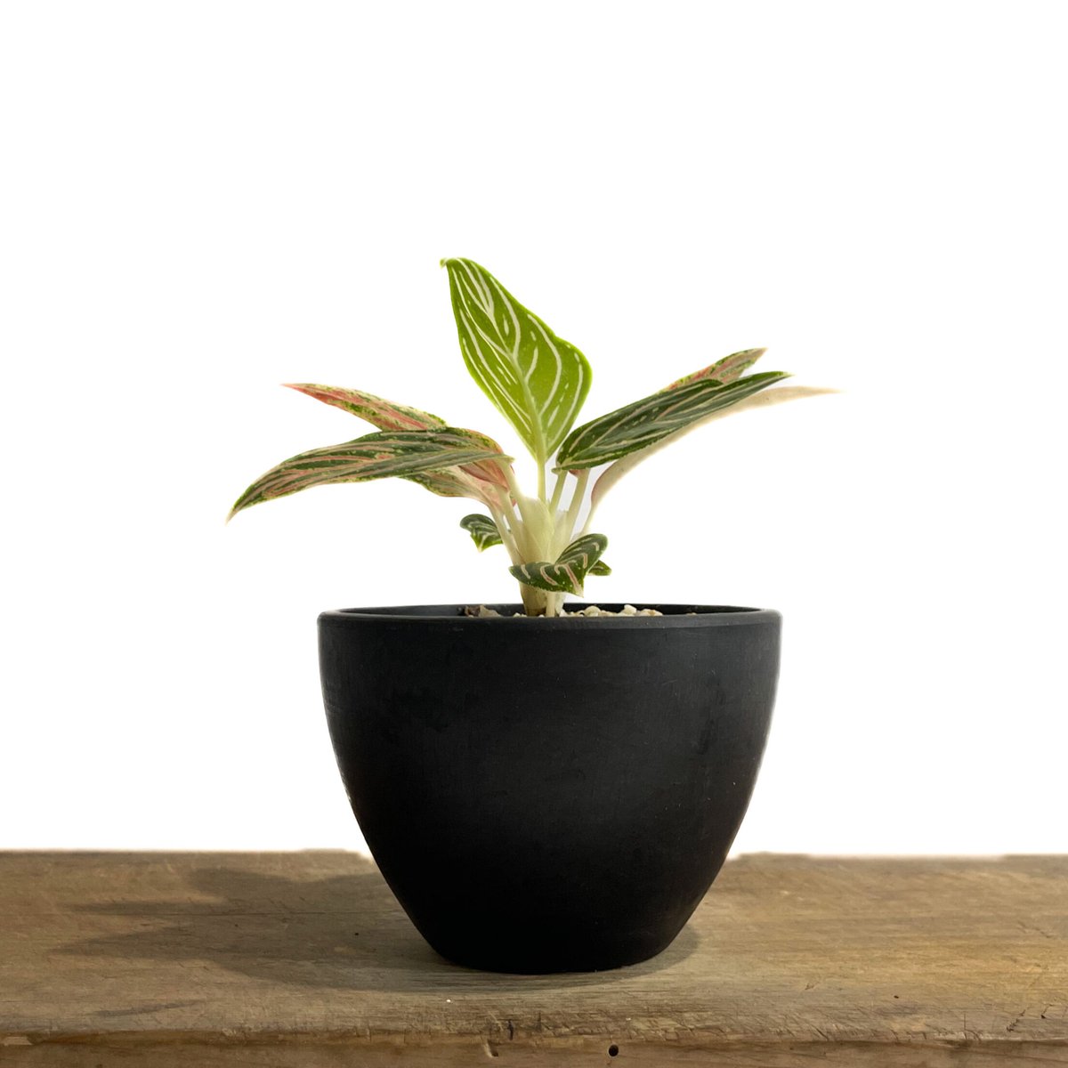 アグラオネマ ゴールデンホープ「Aglaonema Golden Hope」9/7-88C-1