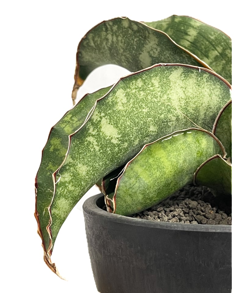 サンスベリア dragon wing variegated C 6