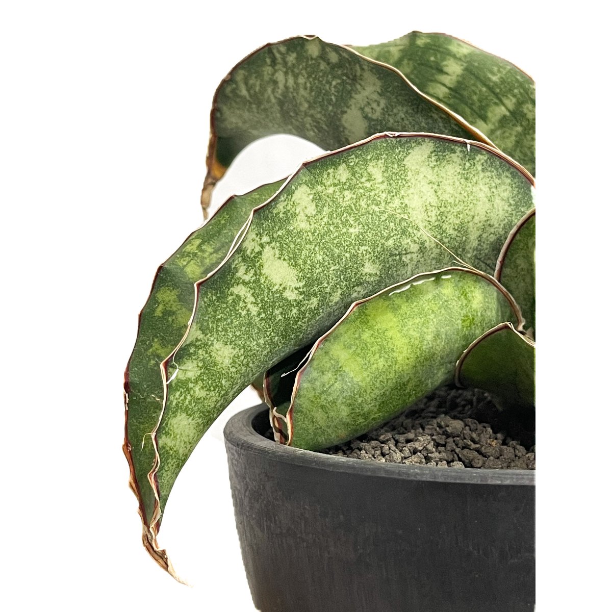 EMP サンセベリア Dragon glow ドラゴングロー / SA388 EMP サンセベリア Dragon glow ドラゴングロー / SA388 - メルカリ