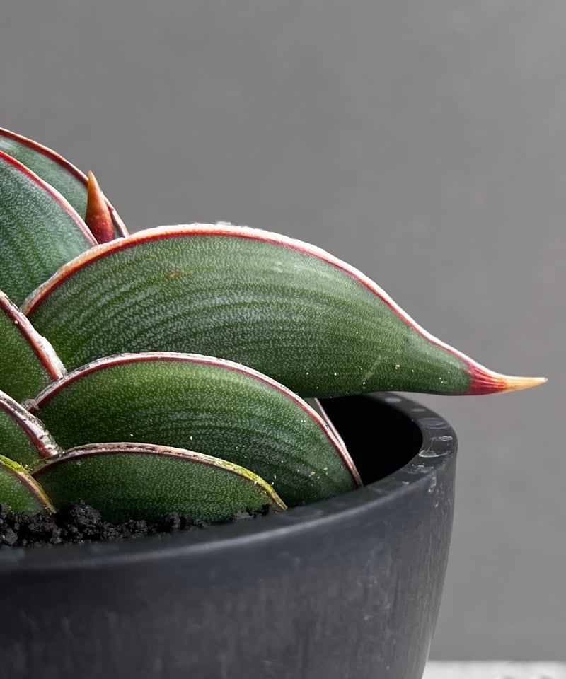 サンセベリア ロリダ 「Sansevieria rorida」45B | SHOUCHIKUEN