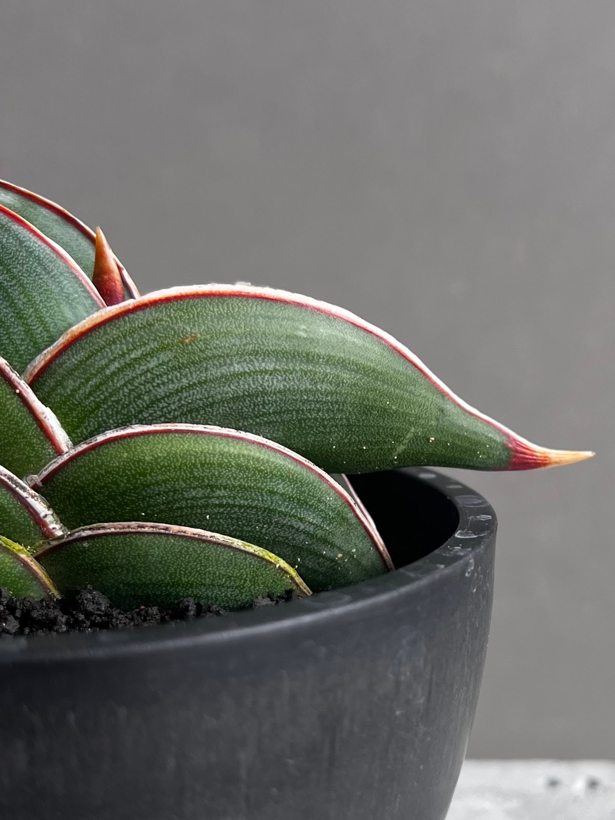 サンセベリア ロリダ 「Sansevieria rorida」45B | SHOUCHIKUEN