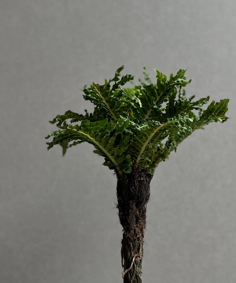 ブレクナム ギッバム ドワーフ 「Blechnum gibbum Dwarf 」74D | S