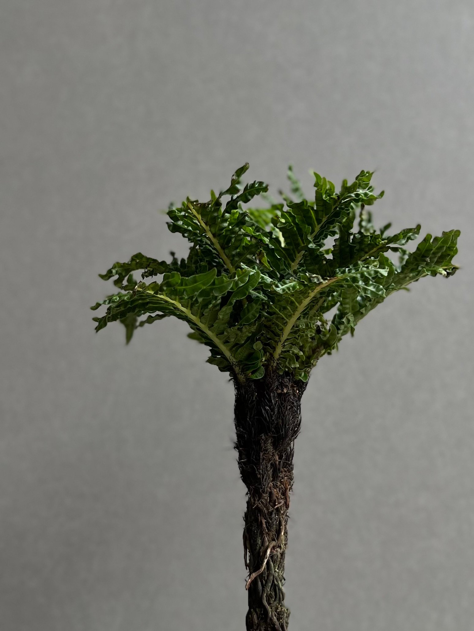 ブレクナム ギッバム ドワーフ 「Blechnum gibbum Dwarf 」74D | S