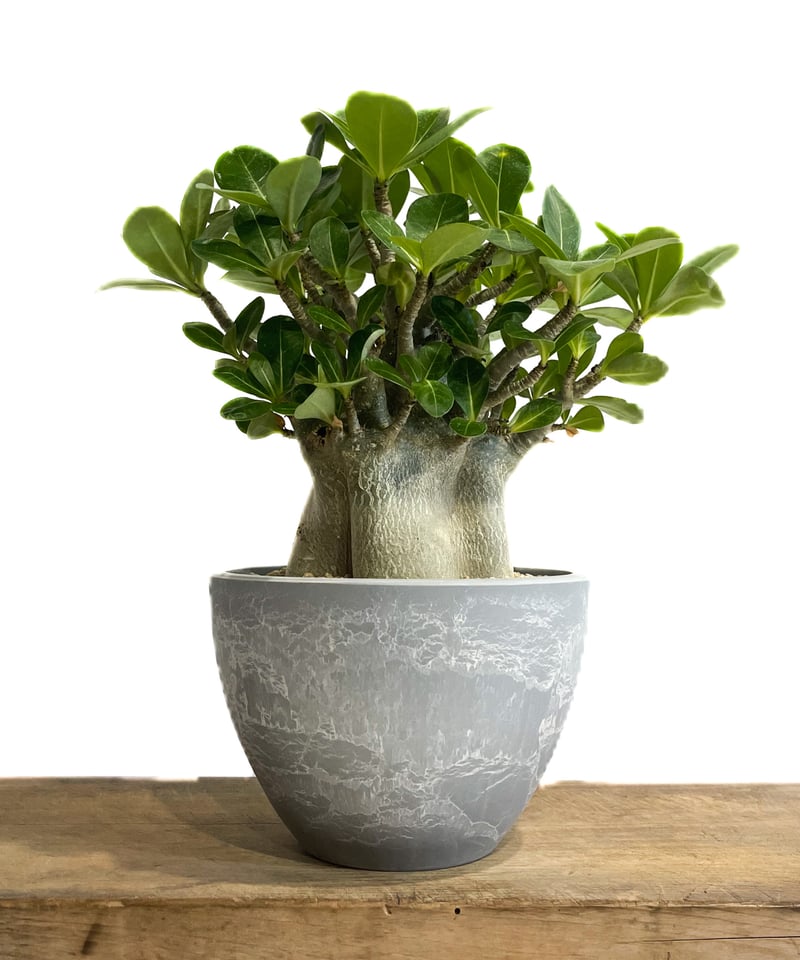 アデニウム アラビカム ドワーフ タイプ「Adenium arabicum dwarf ty