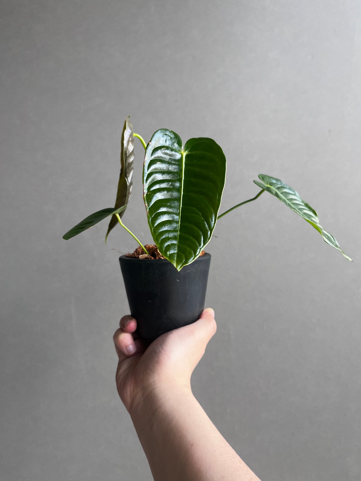 アンスリウム ベイチー 「Anthurium veitchii」96Y | SHOUCHIKUEN