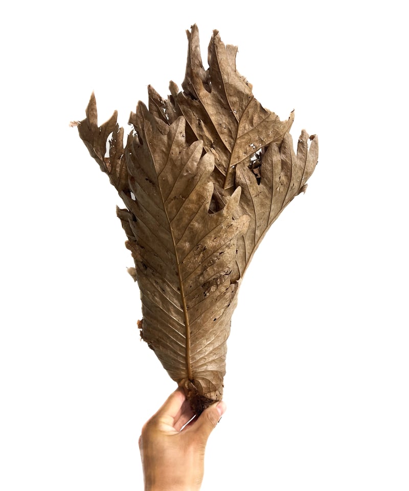 ドリナリア　クエルシフォリア　群生 Drynaria quercifolia ドリナリア クエルシフォリア 群生 観葉植物 珍奇