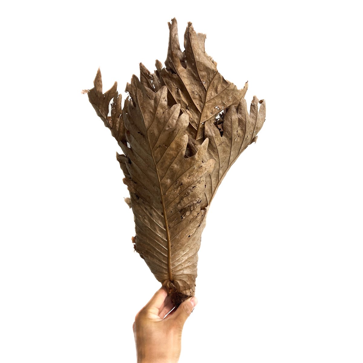 ドリナリア クエルシフォリア 「Drynaria quercifolia」6/27-861M2