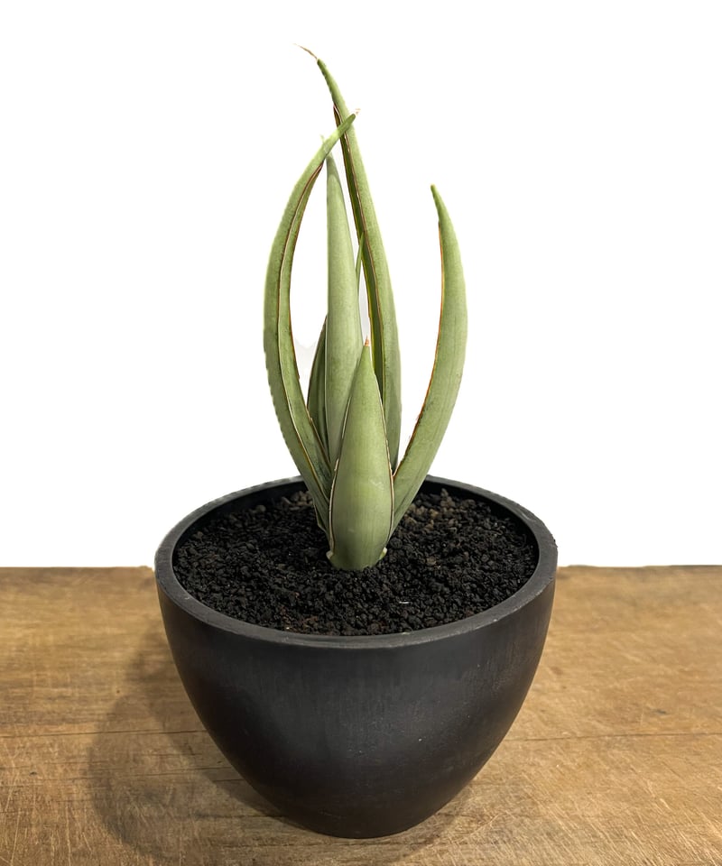 サンセベリア ヘルファイア「Sansevieria Hellfire」4/19-361 | S