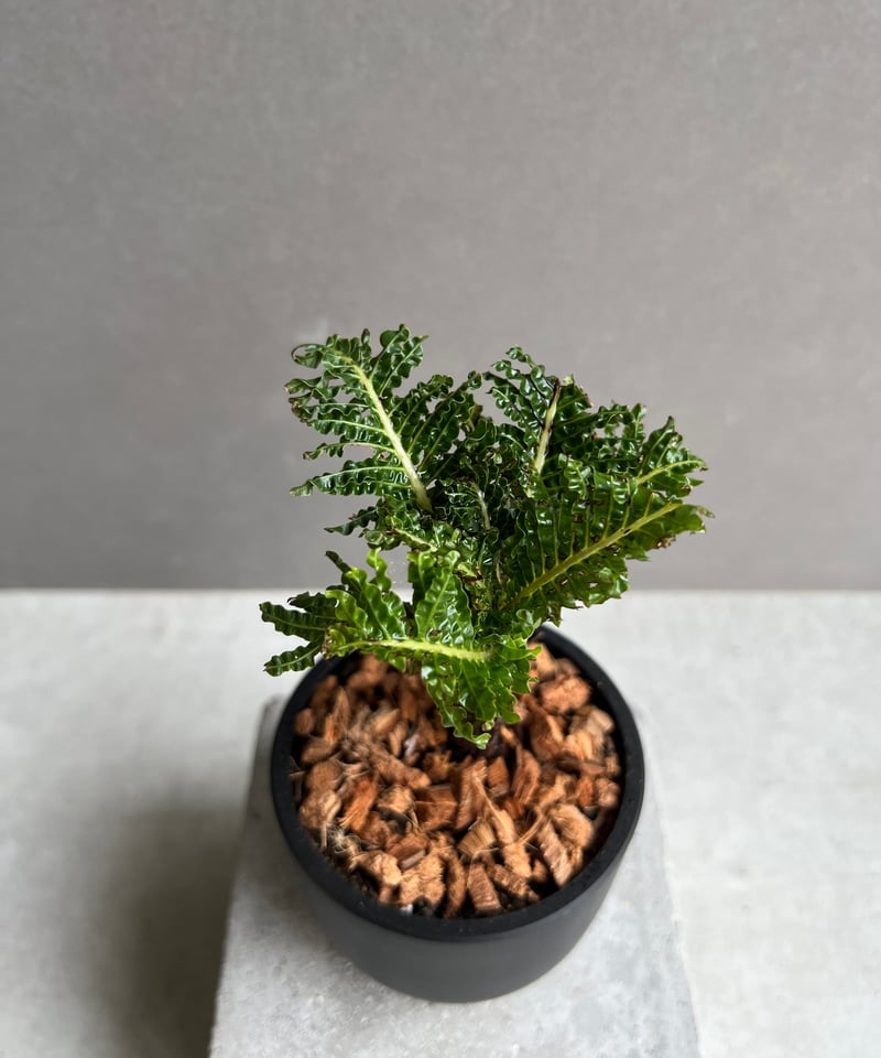 ブレクナム ギッバム ドワーフ 「Blechnum gibbum Dwarf 」23E | S