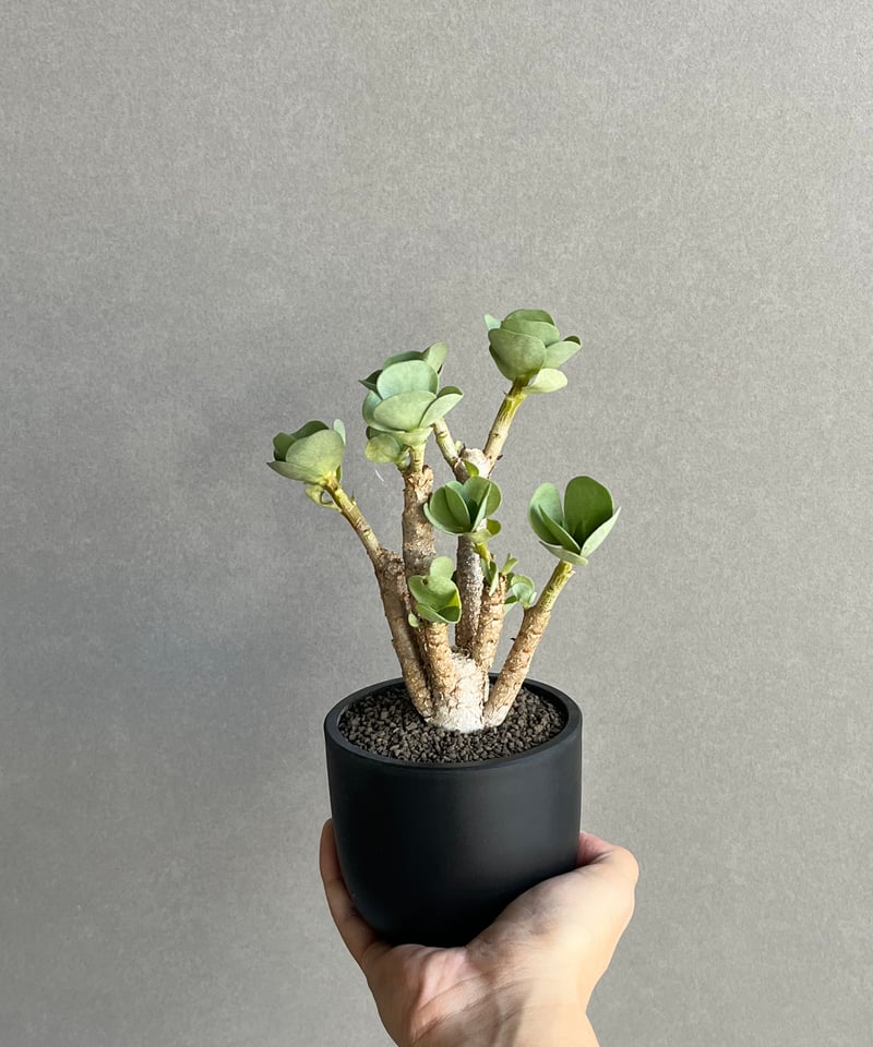 ポーチュラカ モロキニエンシス “多幸寿” 「Portulaca molokiniensis