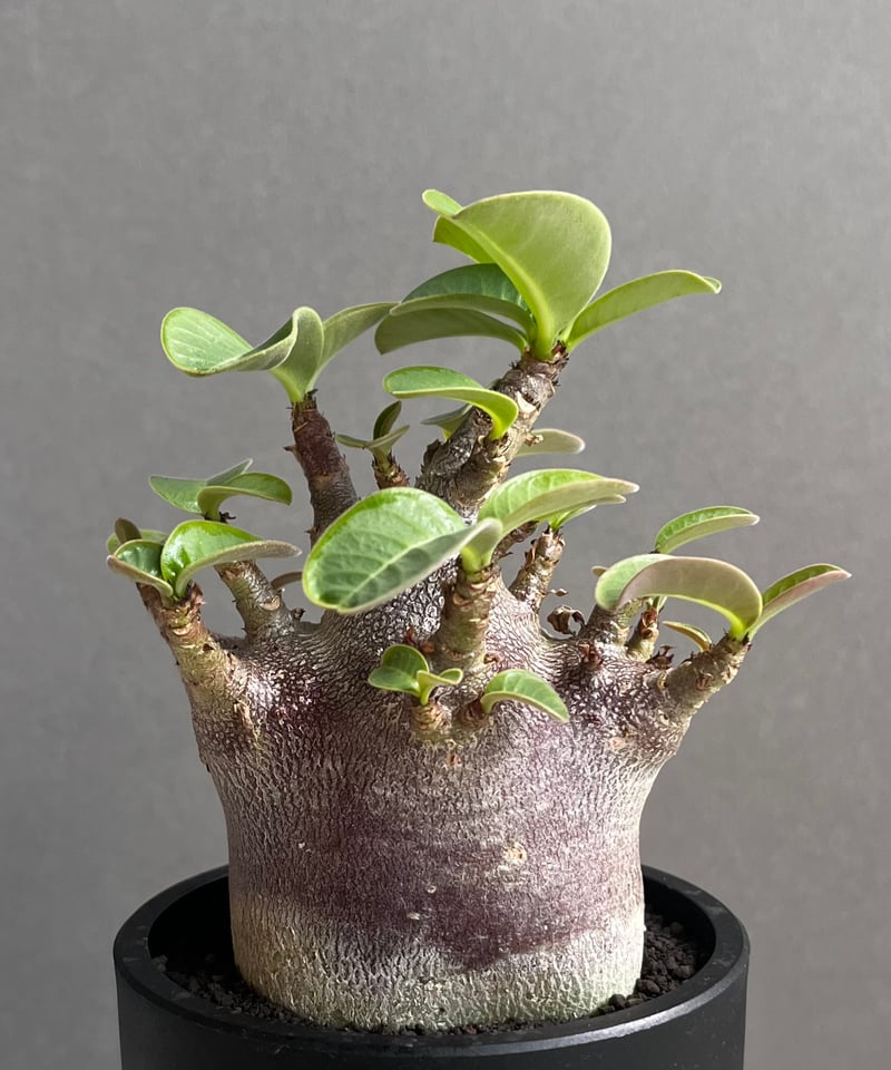 アデニウム アラビカム スーパー ドワーフ “ブラック” 「Adenium