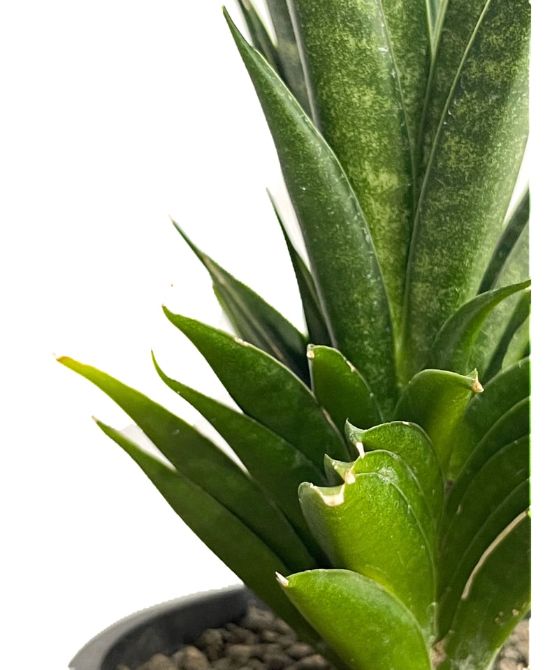 サンセベリア 龍神「Sansevieria Ryujin (by Unyamanee Gard サンセベリア 龍神「Sansevieria Ryujin (by Unyamanee Gard