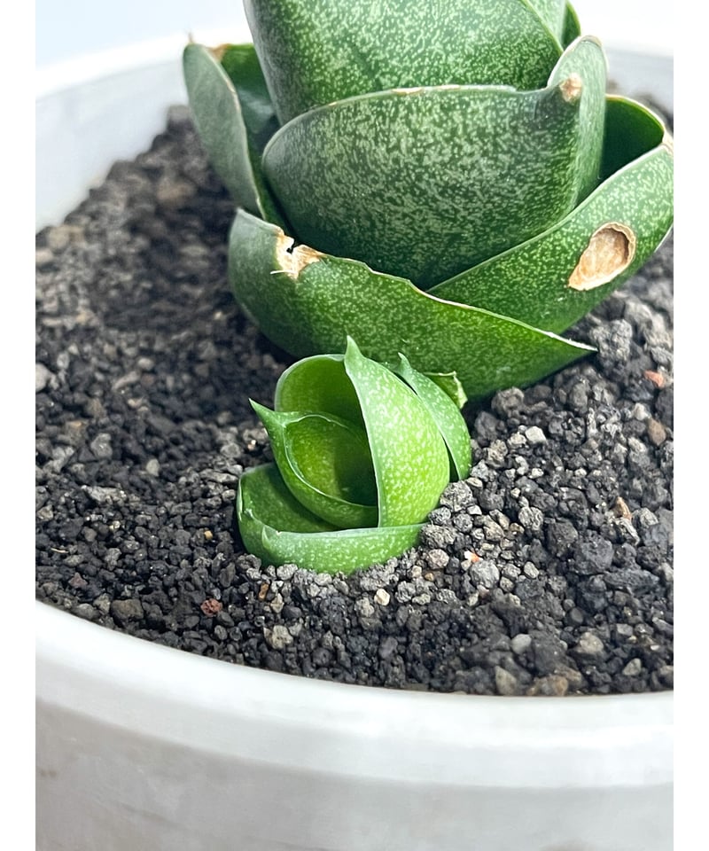 サンセベリア アンヤマニー ハイブリッド SP013 ドワーフ タイプ