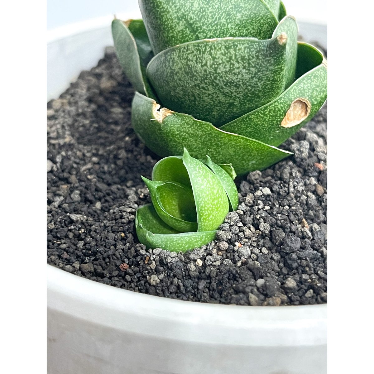 EMP サンセベリア アンヤマニーハイブリッド ドワーフEM1 / SA264 EMP