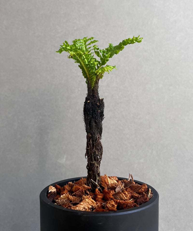 ブレクナム ギッバム ドワーフ 「Blechnum gibbum Dwarf 」4F