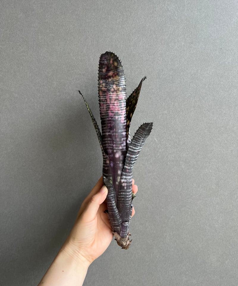 ビルベルギア オビ-ワン 「Billbergia Obi - Wan」2E | SHOUCHI