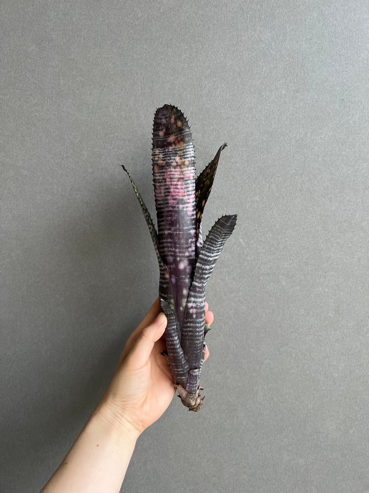 BILLBERGIA ‘Obi-Wan’ ビルベルギア オビワン ビルベルギア オビ-ワン「Billbergia Obi - Wan」59G-4 | SHOUC