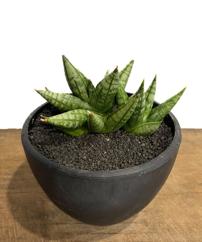 サンスベリア Sansevieria Mingmanee v A サンセベリア ミン マニー 「Sansevieria Ming Manee by Unyama