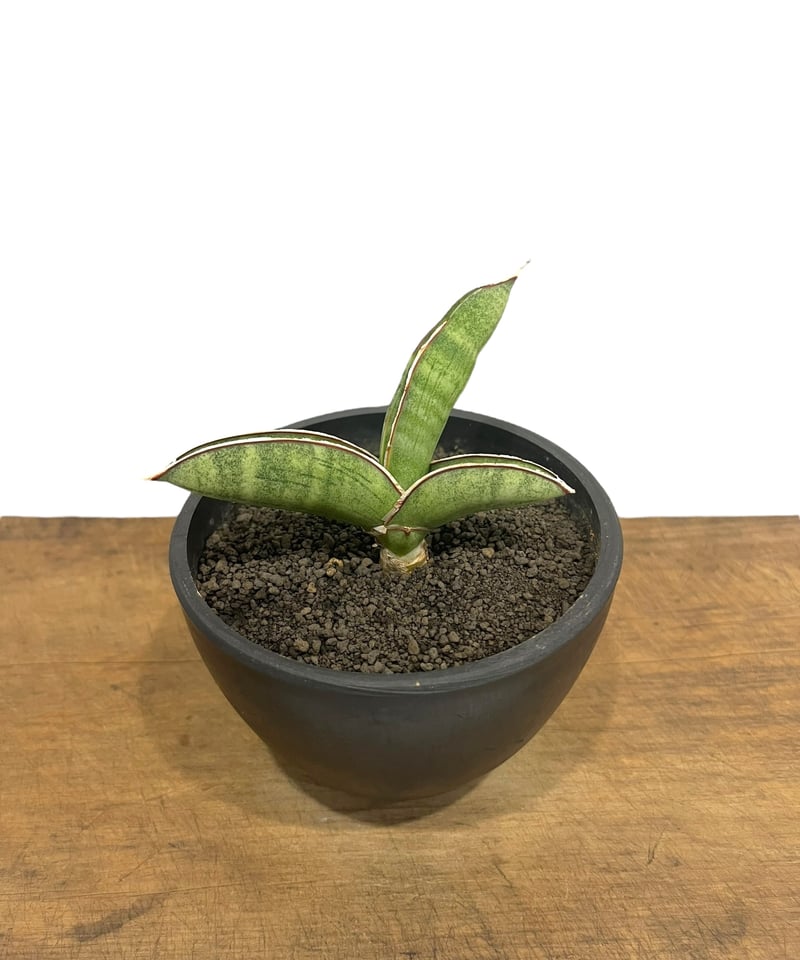 サンセベリア エイレンシス 「Sansevieria eilensis Lav.10178」9