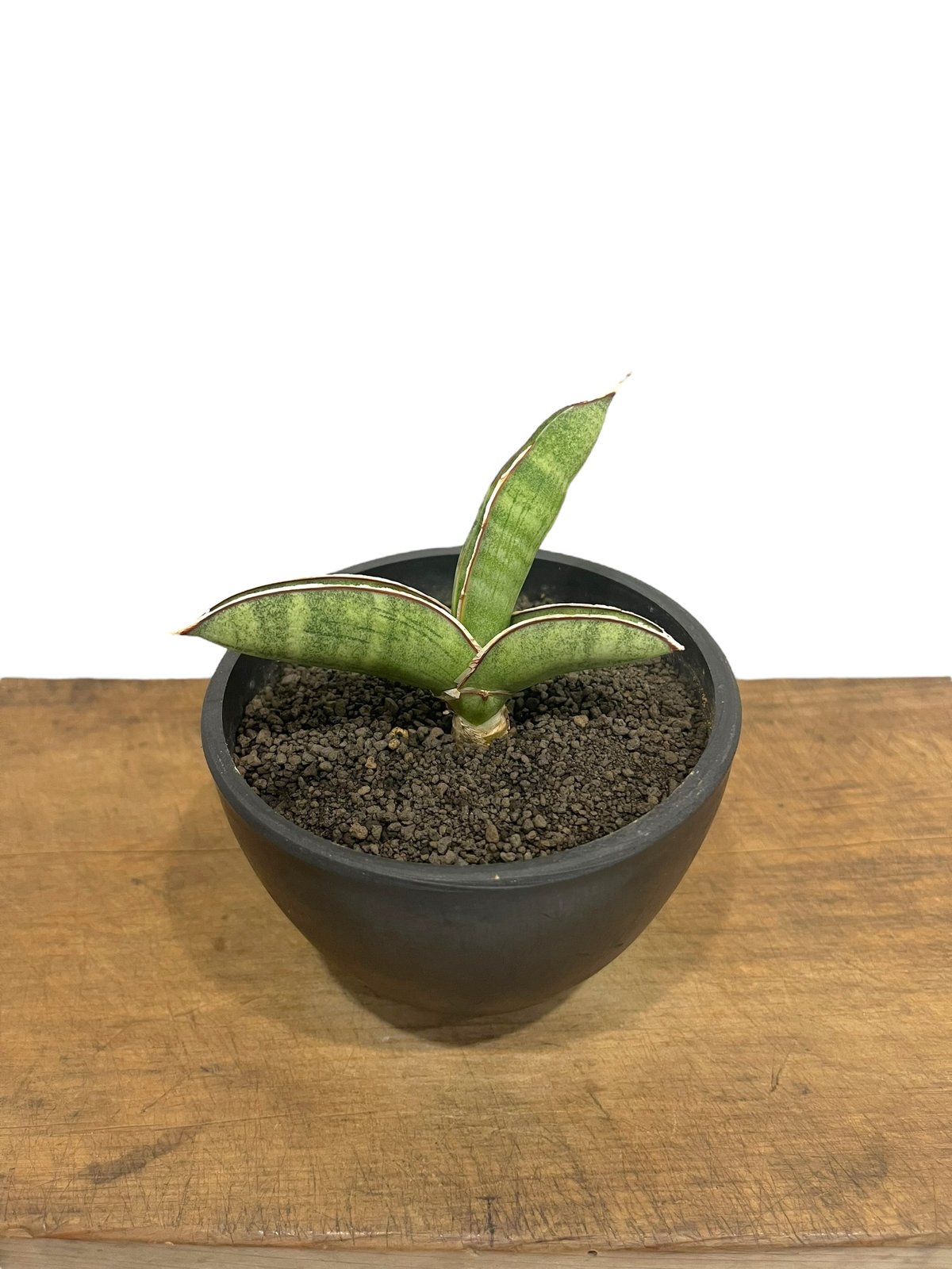 サンセベリア エイレンシス 「Sansevieria eilensis Lav.10178」9