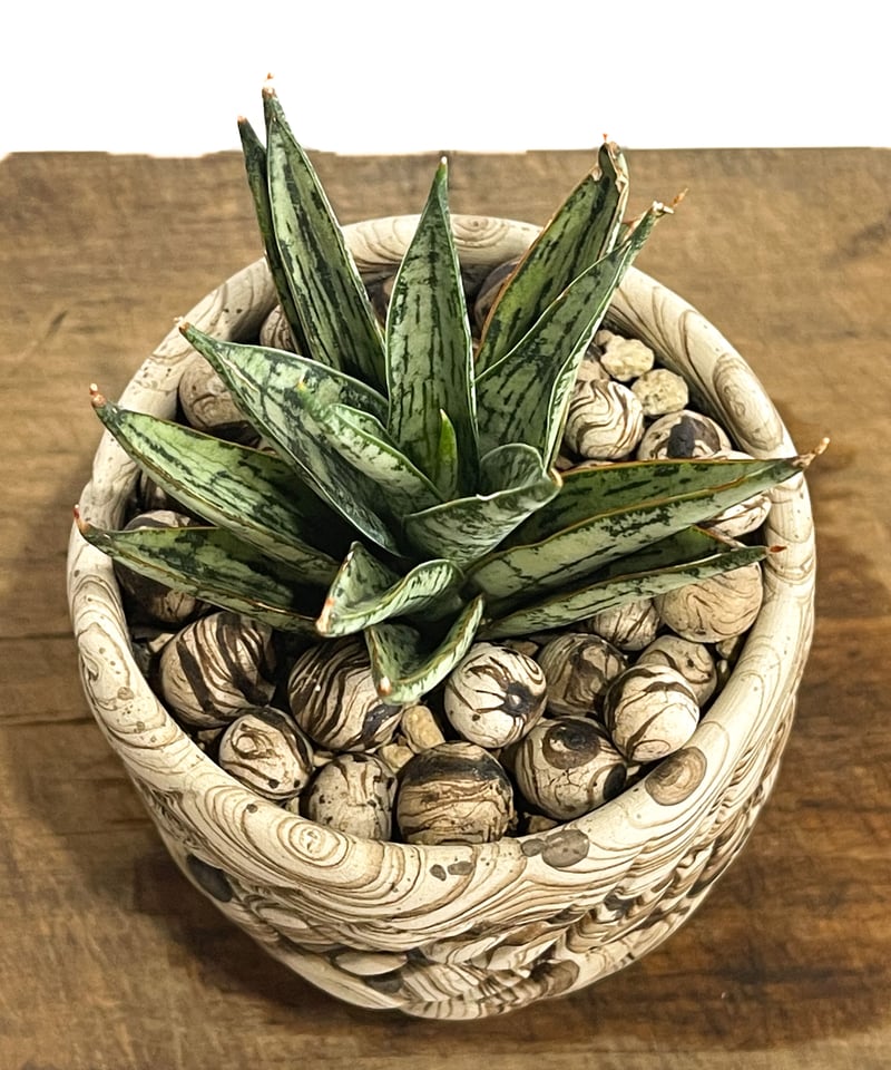 サンセベリア マルガリータ+pmp「Sansevieria Margarita」6/28-87