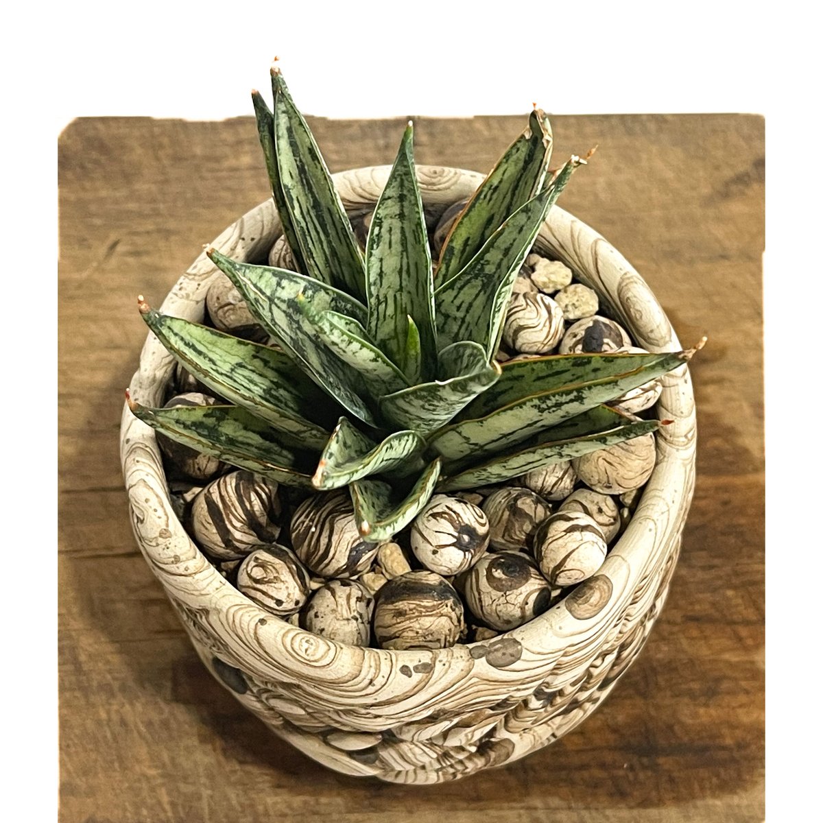 サンセベリア マルガリータ+pmp「Sansevieria Margarita」6/28-87
