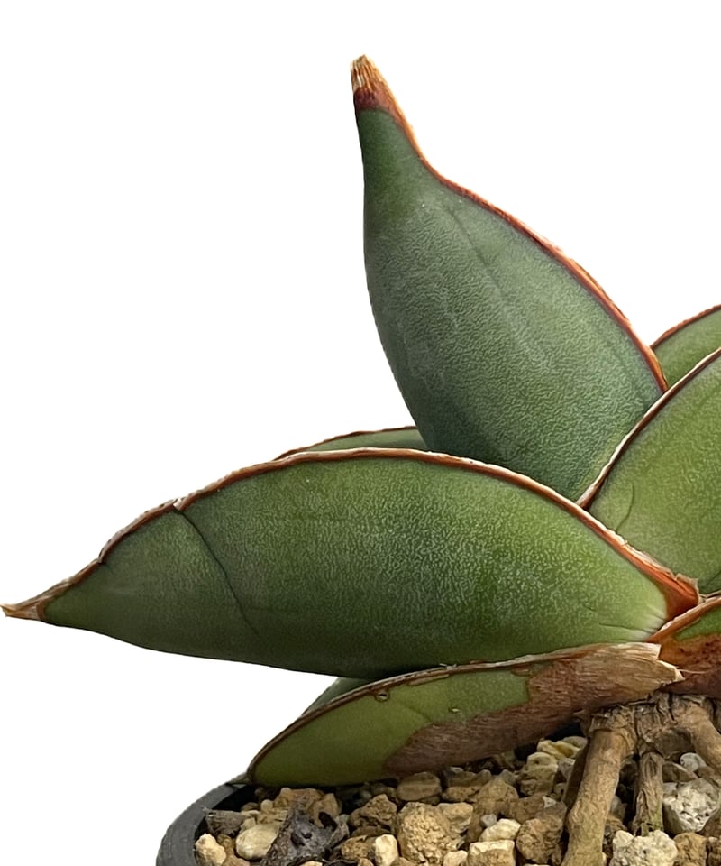 サンセベリア エーレンベルギー バナナ 「Sansevieria サンセベリア エーレンベルギー バナナ 「Sansevieria
