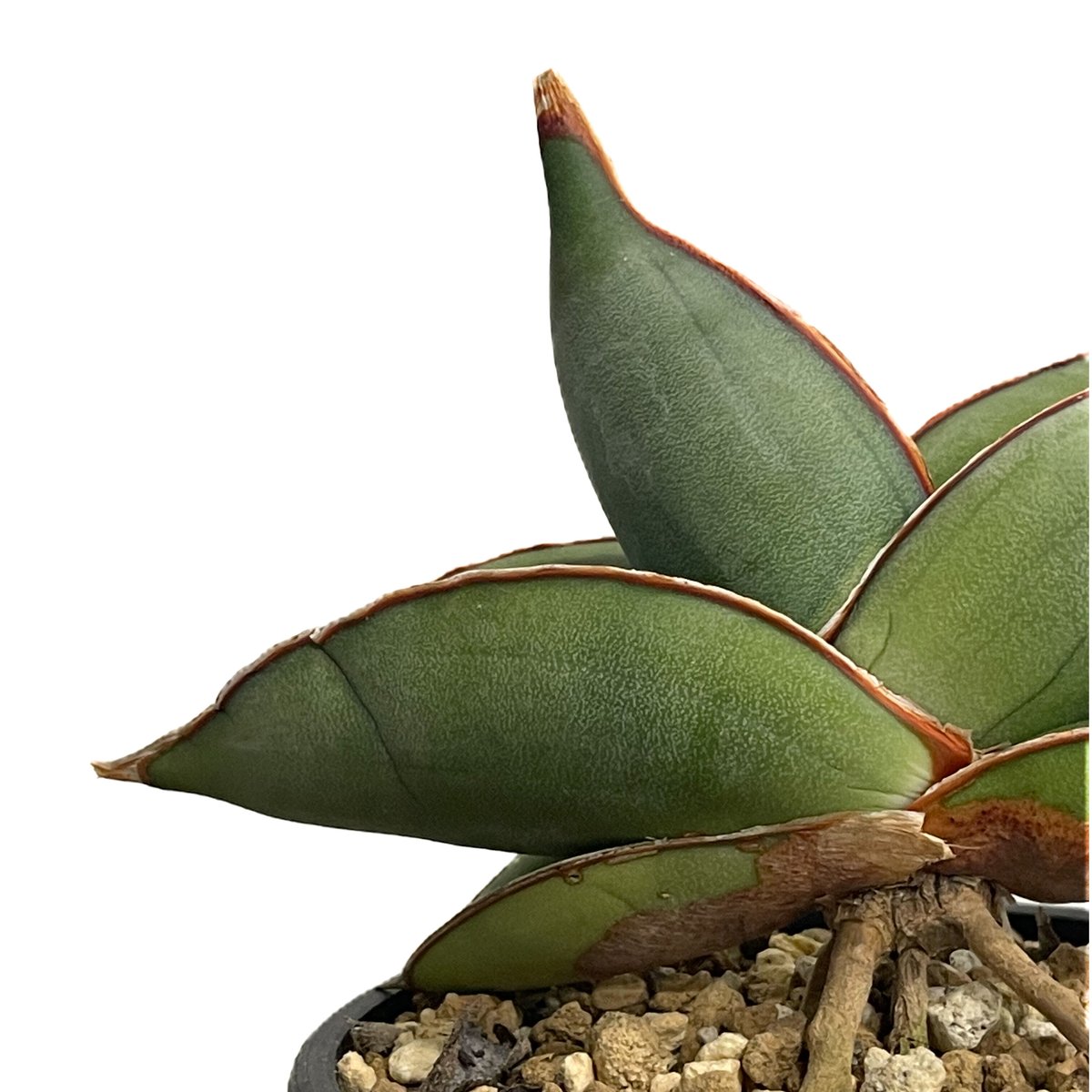 サンセベリア エーレンベルギー バナナ 「Sansevieria ehrenbergii Ba