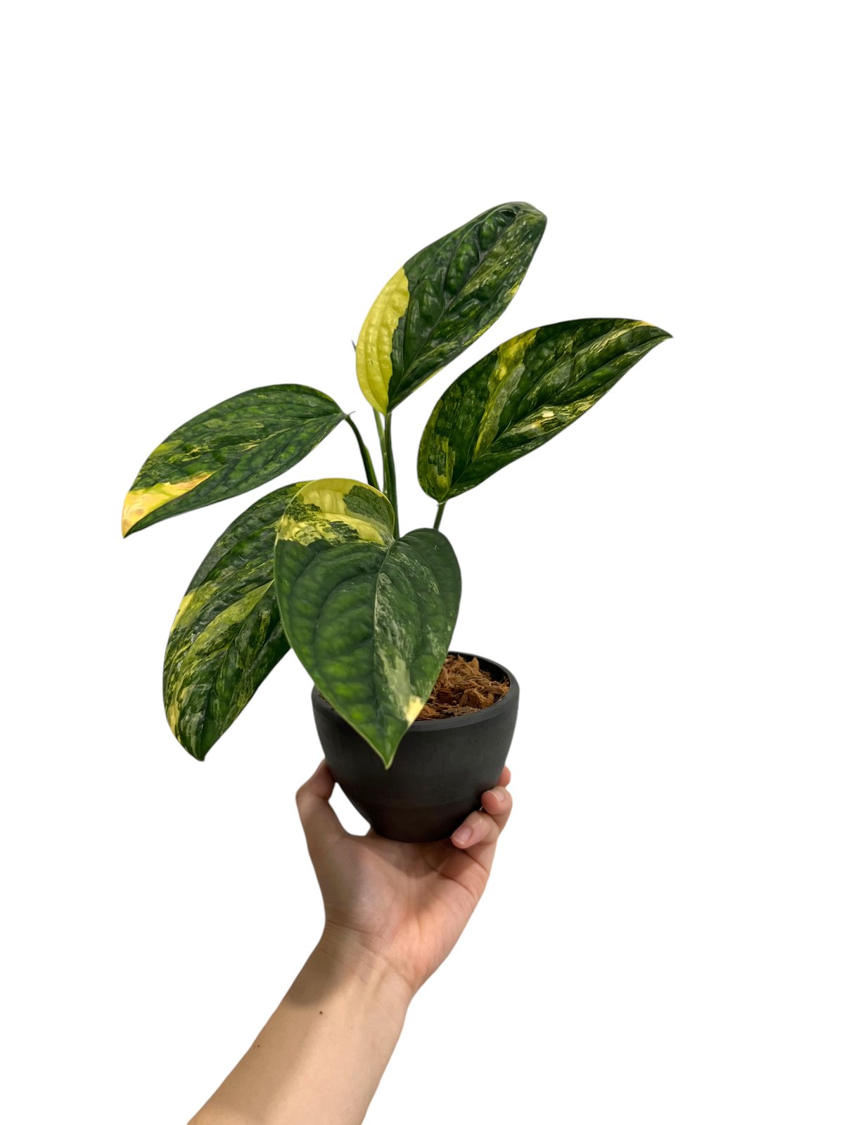 モンステラ カルステニアナム (ペルー) 斑入 「Monstera Karstenianum