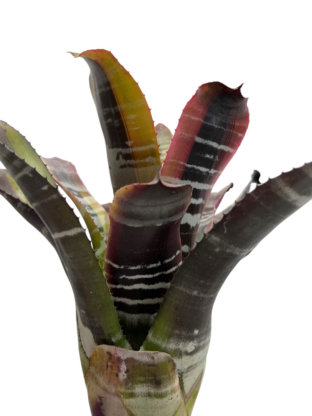 希少　Aechmea Otto エクメア　オットー　超美株　タンクブロメリア Aechmea Otto 【artPLANTs】エクメア/タンクブロメリア