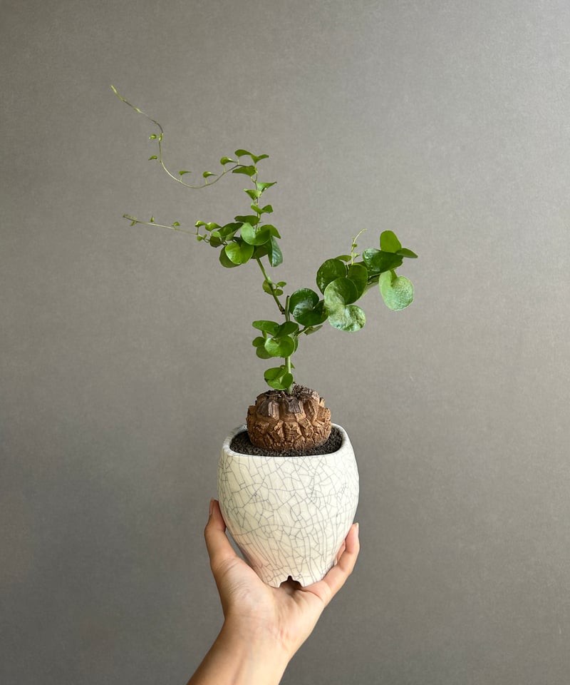 亀甲竜 亀甲竜(ディオスコレア エレファンティペス) + YON-HACHI