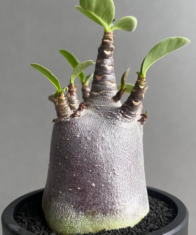 【激レア/ブラックスキン/ドワーフ 】アデニウム アラビカム ガラメー B-9 激レア/ブラックスキン/ドワーフ 】アデニウム アラビカム