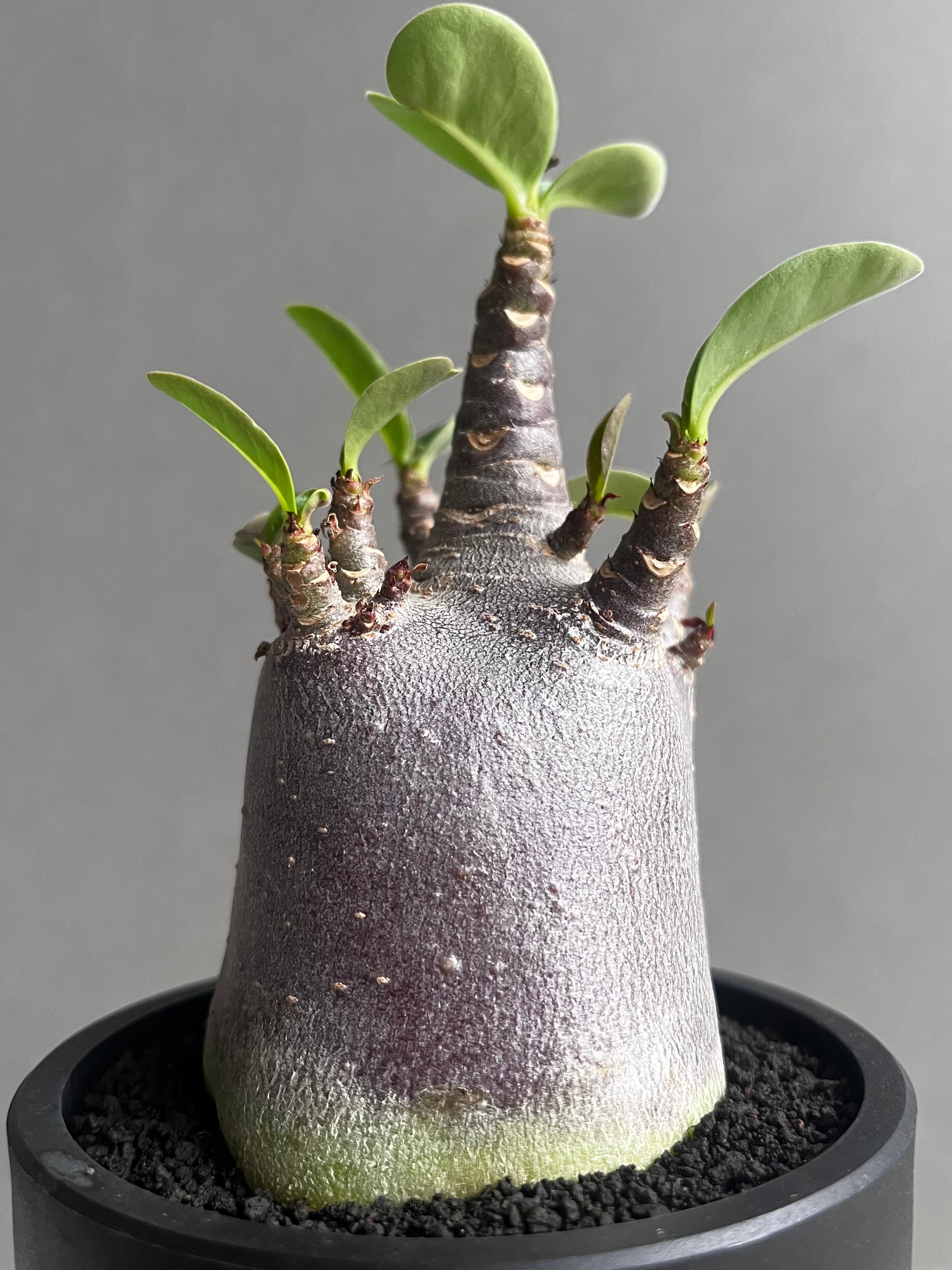 アデニウム アラビカム スーパー ドワーフ “ブラック” 「Adenium