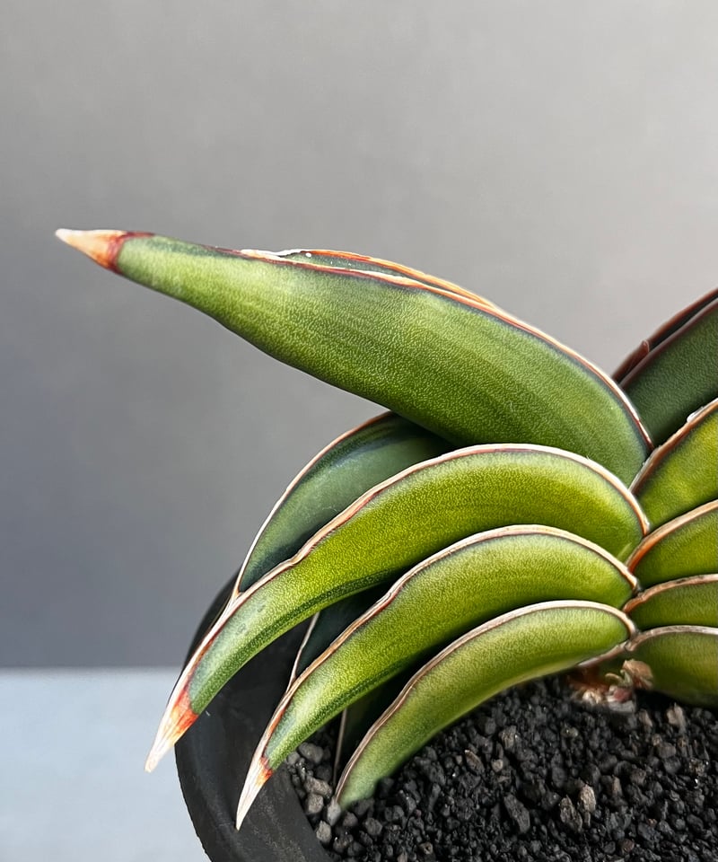 ま*か様 サンスベリア Sansevieria banana & rorida Amazon.co.jp: サンスベリア バナナ Sansevieria banana 多肉